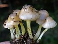 Mycena epipterygia