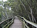 Gardens Point: Boardwalk through the mangroves