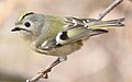 Goldcrest