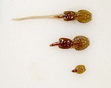 Lepeophtheirus salmonis, copepode parassita del salmone in vari stadi vitali