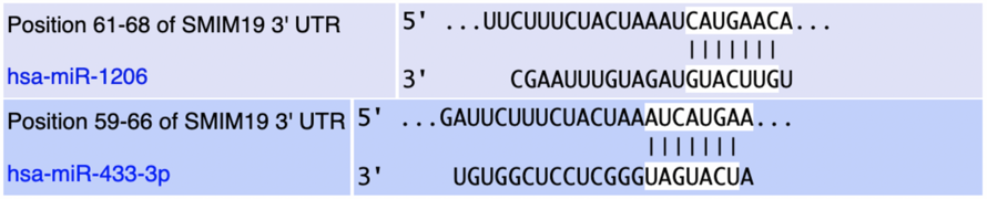 Target Scan MicroRNA Predictions.png