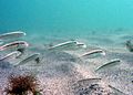 Goat fish, near Romanian coast