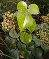 Fueyes y flores de Hedera rhombea