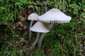 Mycena niveipes