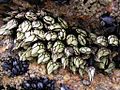 Goose barnacle