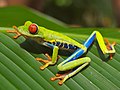 Image 4A red-eyed tree frog (Agalychnis callidryas) (from Wildlife of Costa Rica)