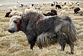 Yak