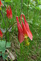 Aquilegia canadensis