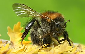 Bombus pascuorum.