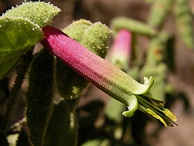 Correa reflexa