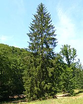 Norway Spruce (Picea abies)