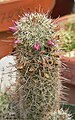 Mammillaria mazatlanensis