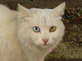 Odd-eyed cats (heterochromia)