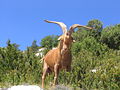 Goat in the mountains above Gorges du Verdon, Provence, South-France [1]