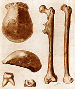 Vondsten van Eugène Dubois waarbij hij de Pithecanthropus erectus of de Javamens beschrijft.