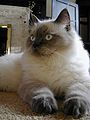 Plava pointed Ragdoll s tamnim udovima.