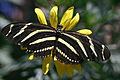 Image 40The zebra longwing butterfly (from Wildlife of Costa Rica)