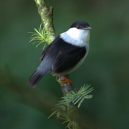 Barátpipra (Manacus manacus)