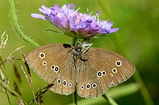 Engrandøje Aphantopus hyperanthus