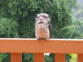 A wet Laughing Kookaburra