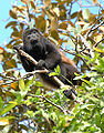 Image 36Mantled howler monkey, male (from Wildlife of Costa Rica)