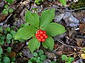 Bylinný dřín kanadský (Cornus canadensis) s plody