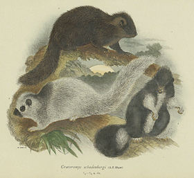 Crateromys schadenbergi