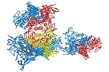 DLD-Dihydrolipoildehydrogenase(2).jpg