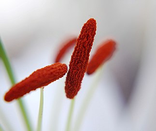 Estames de Lilium com anteras vermelhas e filetes brancos.