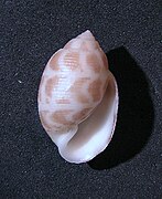 Maxacteon flammea