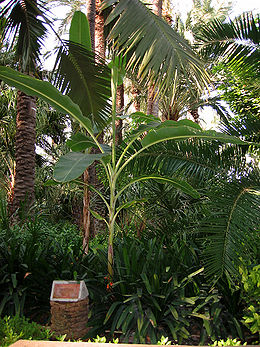 Tikrasis bananas (Musa paradisiaca)