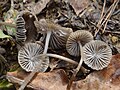 Mycena aetites