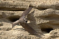 Sand martin