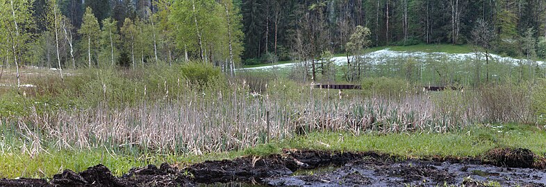 Offene Wasserfläche eines bis heute genutzten Torfmoors im Biotop Im Moos Reuthe