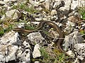 Italian three-toed skink