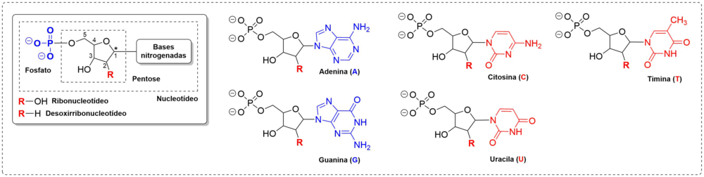 Ligacao N-beta-glicosidica