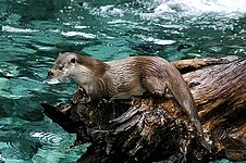 Loutre d'Europe (Lutra lutra)