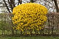 Blooming Forsythia × intermedia bush in a hedge in April in Klagenfurt, Carinthia, Austria