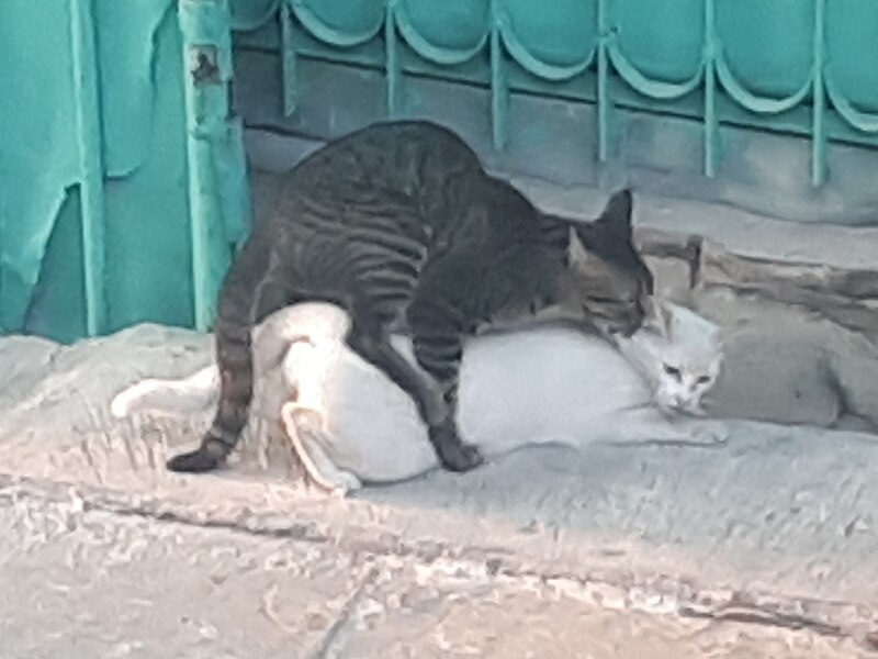 File:Two cats mating (September 2021).jpg