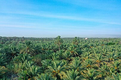 Al-Ahsa Oasis, also known as Al-Hasa Oasis, in Saudi Arabia is the largest oasis in the world.