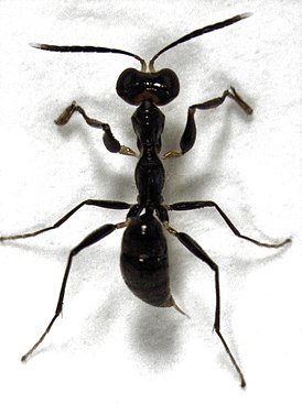 Gonatopus zealandicus