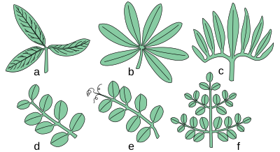 Illustration av sammansatta blad.