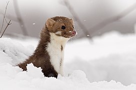 Jder de piatră (Martes foina)