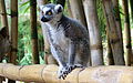 Lemurs' Park, Madagascar