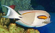 Orange-band surgeonfish