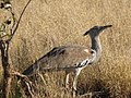 Tsendze river, Kruger National Park, South Africa