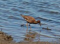 Male, moulting into breeding plumage; Elbmarschen, Hamburg, Germany