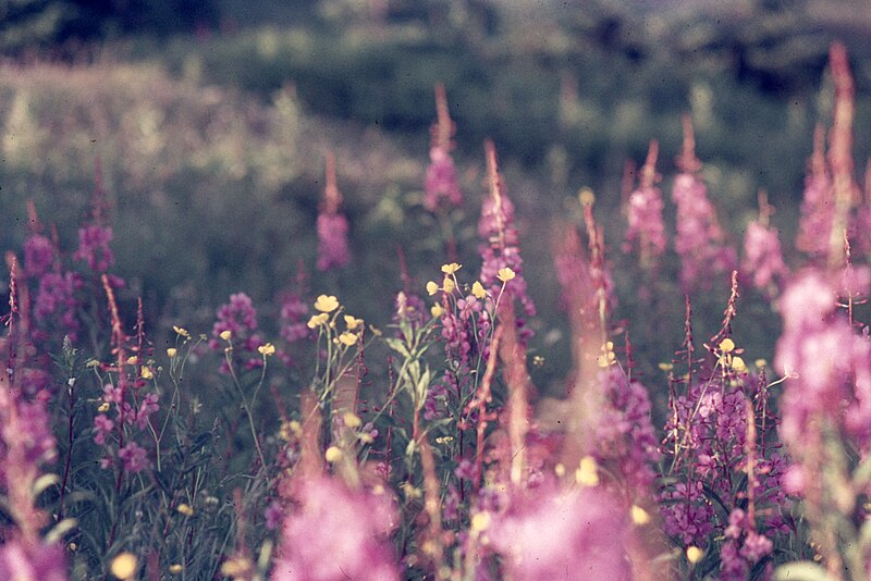 File:011 045 Epilobium.jpg