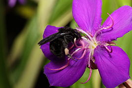 Bombus morio