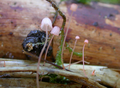 Mycena pterigena